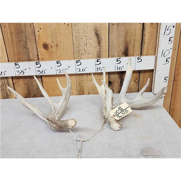 2 Whitetail Shed Antlers