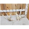 Image 1 : 2 Whitetail Shed Antlers