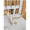 Image 2 : 2 Whitetail Shed Antlers