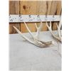 Image 3 : 2 Whitetail Shed Antlers