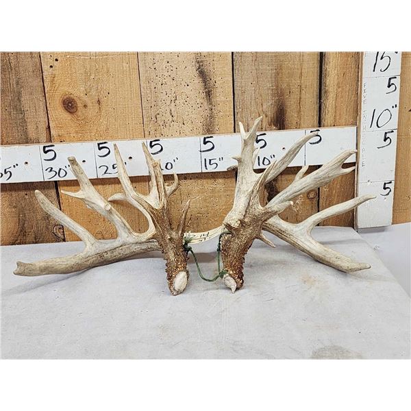 Set Of 258" Whitetail Shed Antlers