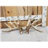 Image 1 : Set Of 258" Whitetail Shed Antlers