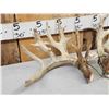 Image 2 : Set Of 258" Whitetail Shed Antlers