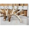 Image 3 : Set Of 258" Whitetail Shed Antlers