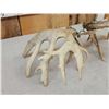 Image 6 : Set Of 258" Whitetail Shed Antlers