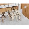 Image 7 : Set Of 258" Whitetail Shed Antlers