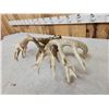Image 8 : Set Of 258" Whitetail Shed Antlers