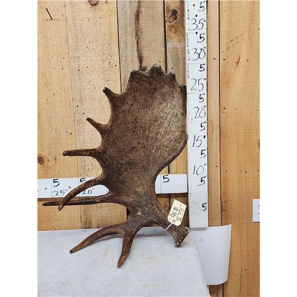 Spectacular 13.1 Lbs Self Standing Alaskan Moose Shed Antler