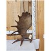 Image 1 : Spectacular 13.1 Lbs Self Standing Alaskan Moose Shed Antler