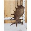Image 2 : Spectacular 13.1 Lbs Self Standing Alaskan Moose Shed Antler