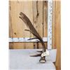 Image 3 : Spectacular 13.1 Lbs Self Standing Alaskan Moose Shed Antler
