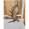Image 5 : Spectacular 13.1 Lbs Self Standing Alaskan Moose Shed Antler