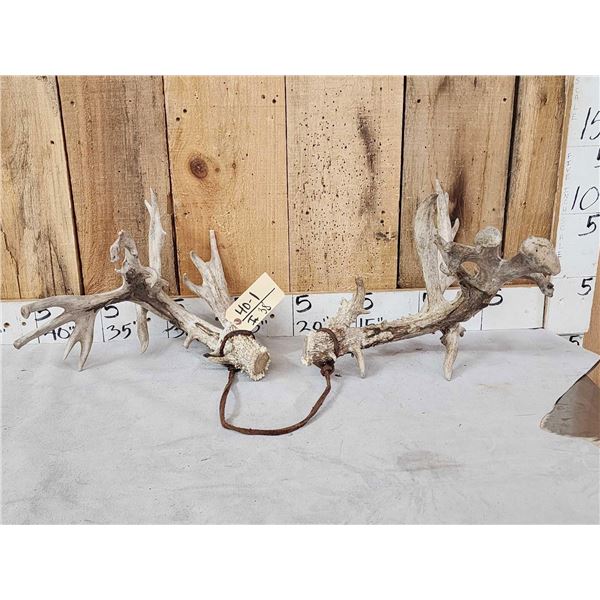 Set Of Big Nontypical Whitetail Shed Antlers
