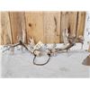 Image 1 : Set Of Big Nontypical Whitetail Shed Antlers