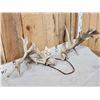 Image 2 : Set Of Big Nontypical Whitetail Shed Antlers