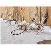 Image 3 : Set Of Big Nontypical Whitetail Shed Antlers