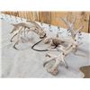 Image 5 : Set Of Big Nontypical Whitetail Shed Antlers