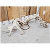 Image 6 : Set Of Big Nontypical Whitetail Shed Antlers