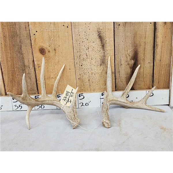 5x5 Whitetail Shed Antlers With Droptine