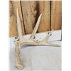 Image 2 : 5x5 Whitetail Shed Antlers With Droptine
