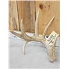 Image 3 : 5x5 Whitetail Shed Antlers With Droptine