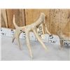 Image 4 : 5x5 Whitetail Shed Antlers With Droptine