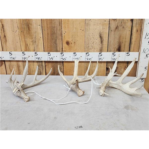 Collection Of 3 Whitetail Shed Antlers