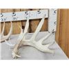 Image 2 : Collection Of 3 Whitetail Shed Antlers