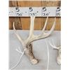Image 3 : Collection Of 3 Whitetail Shed Antlers
