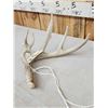 Image 4 : Collection Of 3 Whitetail Shed Antlers