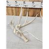 Image 5 : Collection Of 3 Whitetail Shed Antlers