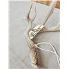 Image 6 : Collection Of 3 Whitetail Shed Antlers