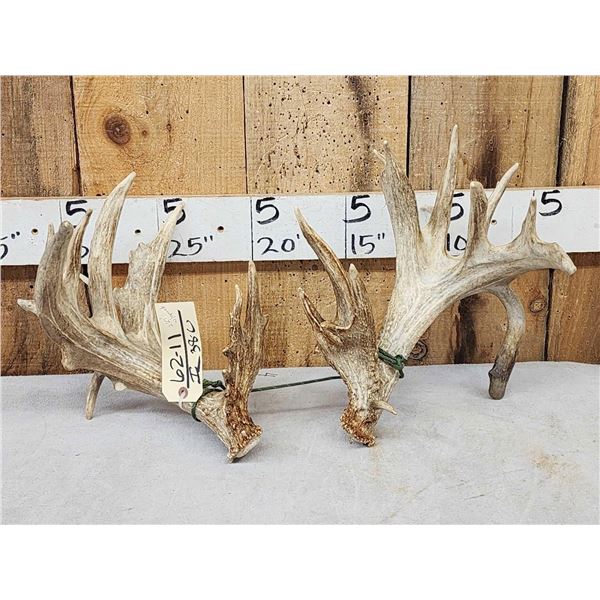 Set Of 227" Whitetail Shed Antlers