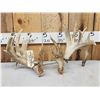 Image 1 : Set Of 227" Whitetail Shed Antlers