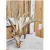 Image 3 : Set Of 227" Whitetail Shed Antlers