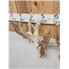 Image 4 : Set Of 227" Whitetail Shed Antlers