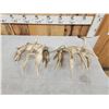 Image 5 : Set Of 227" Whitetail Shed Antlers