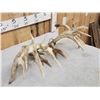 Image 6 : Set Of 227" Whitetail Shed Antlers