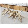 Image 7 : Set Of 227" Whitetail Shed Antlers