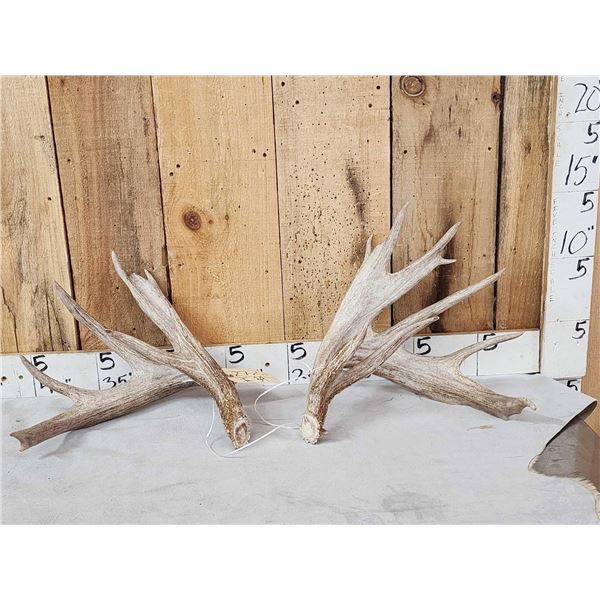 Heavy Mass Set Of Main Frame 5x5 Whitetail Shed Antlers