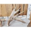 Image 2 : Heavy Mass Set Of Main Frame 5x5 Whitetail Shed Antlers