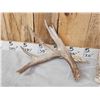 Image 3 : Heavy Mass Set Of Main Frame 5x5 Whitetail Shed Antlers