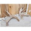 Image 4 : Heavy Mass Set Of Main Frame 5x5 Whitetail Shed Antlers