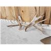 Image 5 : Heavy Mass Set Of Main Frame 5x5 Whitetail Shed Antlers