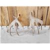 Image 6 : Heavy Mass Set Of Main Frame 5x5 Whitetail Shed Antlers
