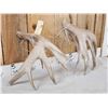Image 7 : Heavy Mass Set Of Main Frame 5x5 Whitetail Shed Antlers
