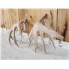 Image 8 : Heavy Mass Set Of Main Frame 5x5 Whitetail Shed Antlers