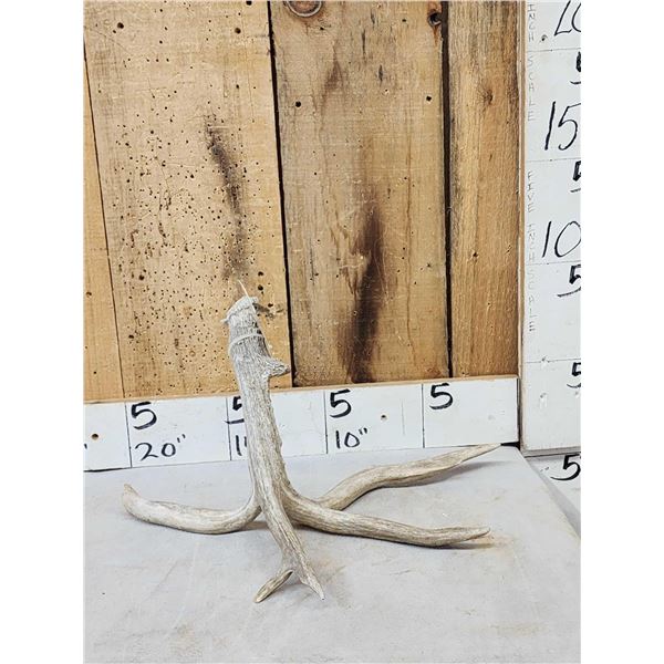 4 Point Whitetail Shed Antler With Droptine