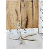 Image 1 : 4 Point Whitetail Shed Antler With Droptine