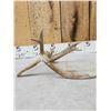 Image 4 : 4 Point Whitetail Shed Antler With Droptine